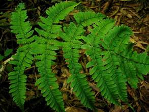 Dryopteris subtriangularis